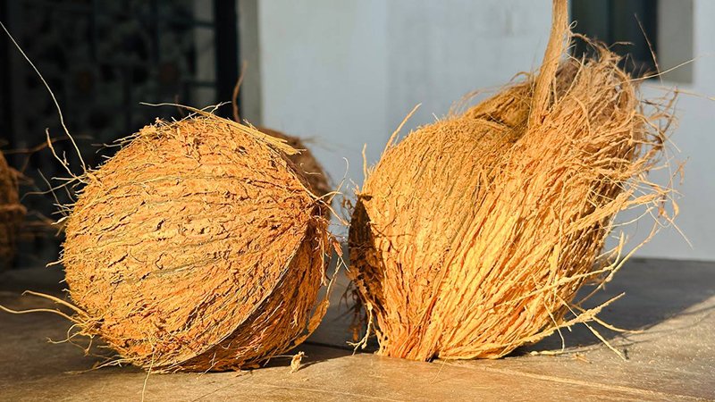 semi husked coconuts